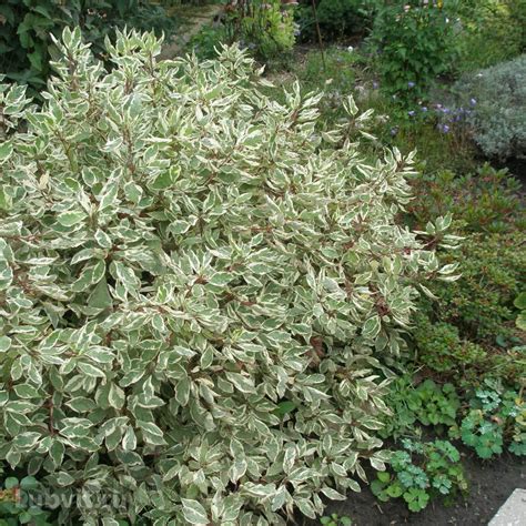 Дерен SIBIRICA VARIEGATA (Сибирика Вариегата) можно купить недорого с ...
