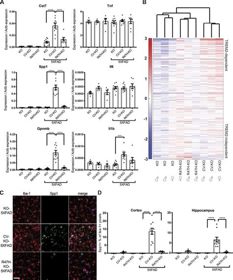 Cv Ko Xfad Mice Have Increased Microglia Activation Compared With