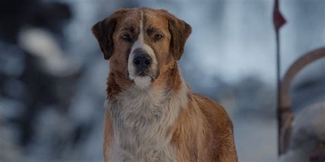 The Call Of The Wild: 10 Things You Didn't Know About Buck The Dog