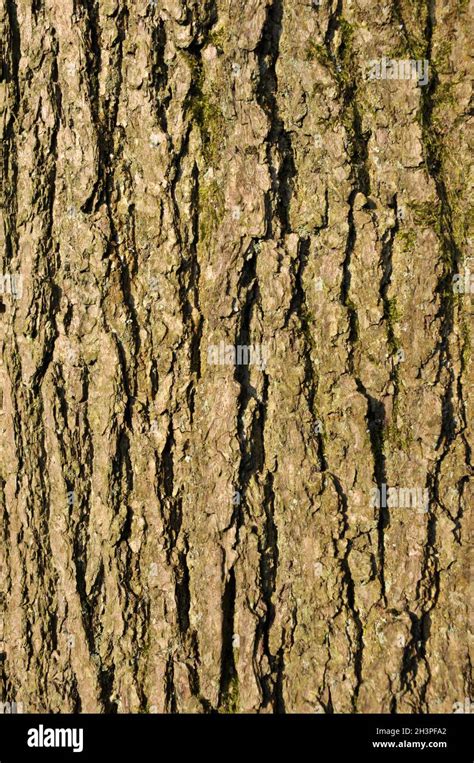 Close up of rough textured common ash tree bark with green moss in the ...