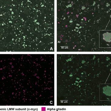 Immunofluorescence Double Labelling Of Wheat Grain Sections At A