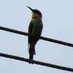 Indian Edible Nest Swiftlet In Kannada Whatiscalled