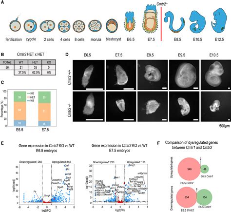 Essential Roles Of Rna Cap Proximal Ribose Methylation In Mammalian Embryonic Development And