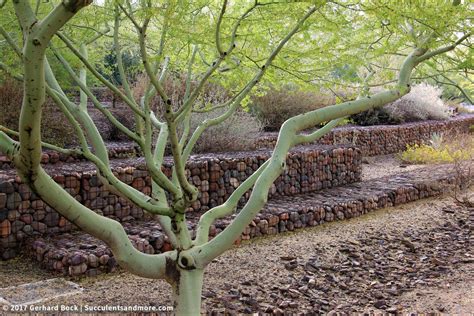 Scottsdale Xeriscape Demonstration Garden Gabions Shade Sails As Well As Desert Plants