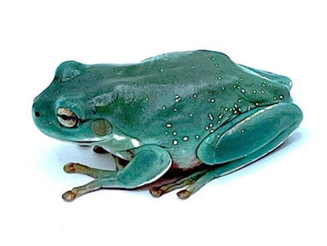 Snowflake Whites Tree Frog Litoria Caerulea Care Guide