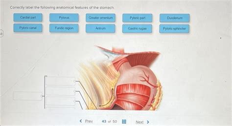 Solved Correctly Label The Following Anatomical Features Of