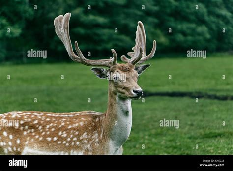 Daniel Daniel Hi Res Stock Photography And Images Alamy