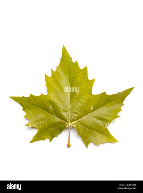 Fall Color Maple Sycamore Hi Res Stock Photography And Images Alamy