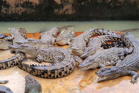 Penangkaran Buaya Asam Kumbang Di Medan Atourin