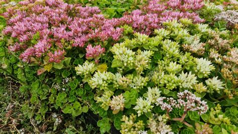 M Tray Sedum Ellacombianum White Pink Wallbarn