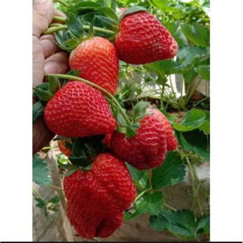 Jual Bibit Strawberry Jumbo Manis Jenis Mencir Bibit Strawberry