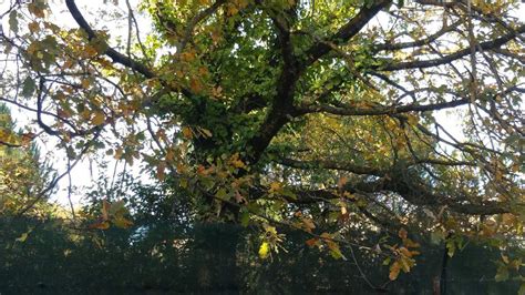 M Me Les Arbres S En Souviennent Christian Signol Le Figuier Bleu