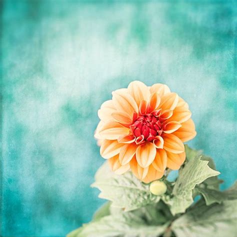 Teal Orange Flower Photography Aqua Blue Turquoise Coral Etsy