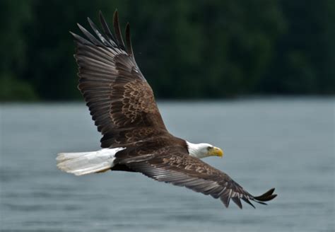 eagle1 | Alaska-Yukon Discovery Tours