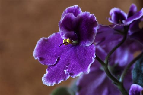 Cómo y cuándo plantar Violetas mijardin es