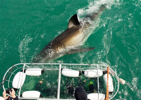 Whats Happened To False Bays Great White Sharks Dive Magazine