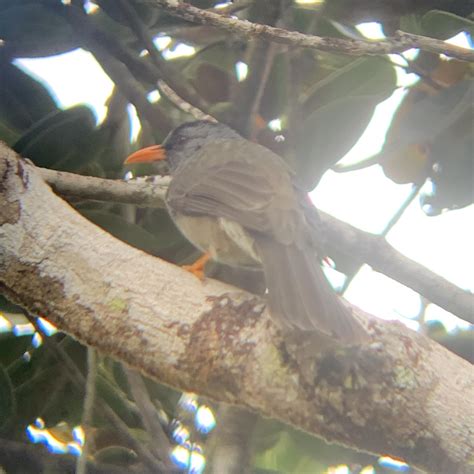 Mauritius Bulbul Picture Taken In Black River Gorges On Mauritius