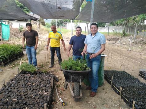 Sembrar un millón de árboles en el Tolima entretenimientotolima