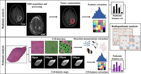 Frontiers The Relationship Between Radiomics And Pathomics In