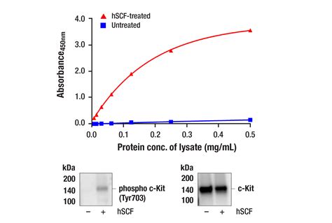 Pathscan Phospho C Kit Tyr Sandwich Elisa Kit Cell Signaling