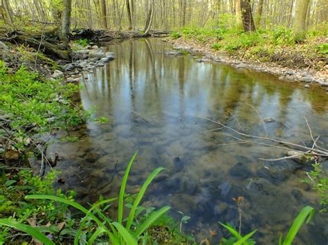 Free Picture Water Waterfall Forest Moss Ecology Stream River