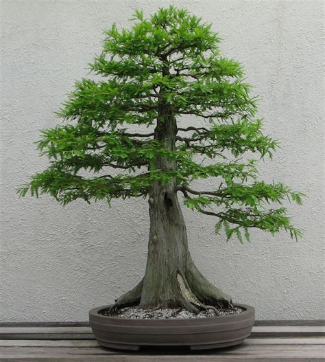 Bald Cypress Facts And Description Britannica