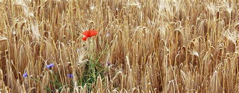 Vielfalt Entdecken Arten Und Kosysteme In Deutschland Umwelt Im