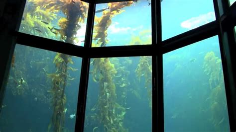 Monterey Bay Aquarium Kelp Forest Youtube