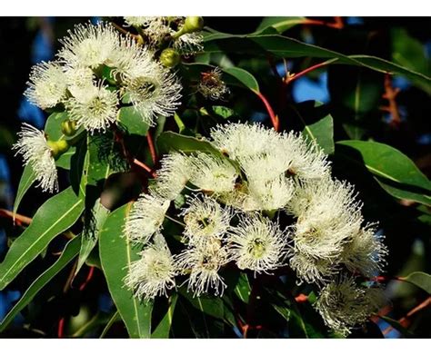 1000 Sementes Eucalipto Limão Cheiroso Eucalypto Citriodora