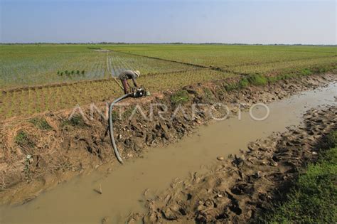 Petani Mulai Kesulitan Air Antara Foto