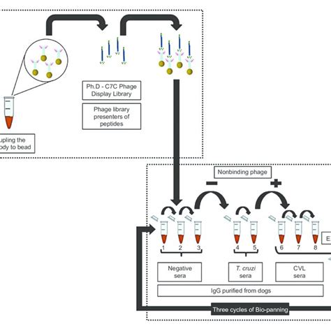 Biopanning Cycles In Phage Display Based Antigen Selection Phage Download Scientific Diagram