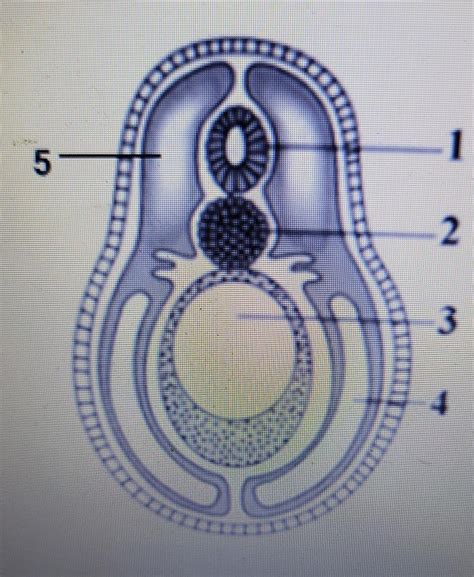 O esquema a seguir representa em corte transversal o embrião de um