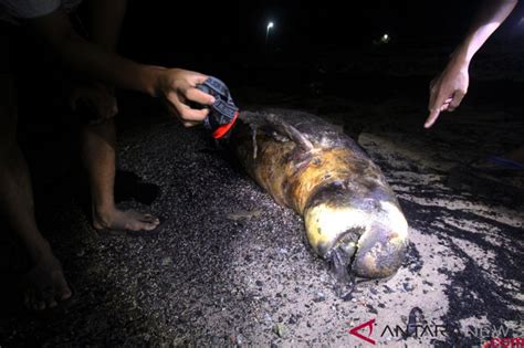 Bangkai Dugong Ditemukan Terdampar Di Pesisir Karimun Antara News