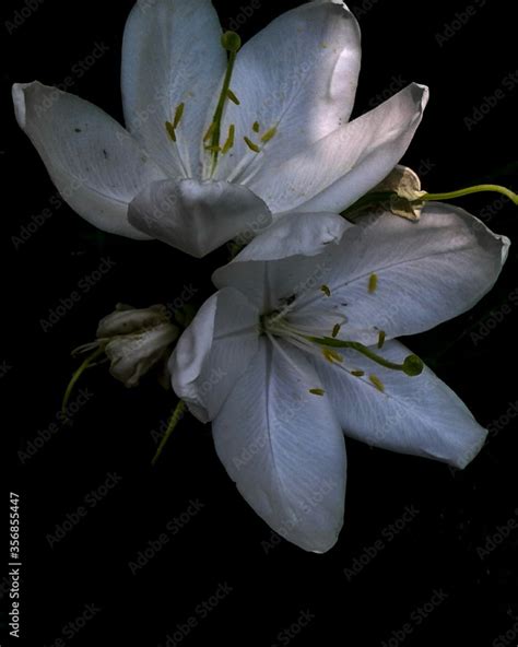 Bauhinia Acuminata Is A Species Of Flowering Shrub Native To Tropical