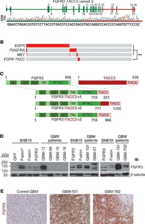 Pdf The Tumorigenic Fgfr Tacc Gene Fusion Escapes Mir A