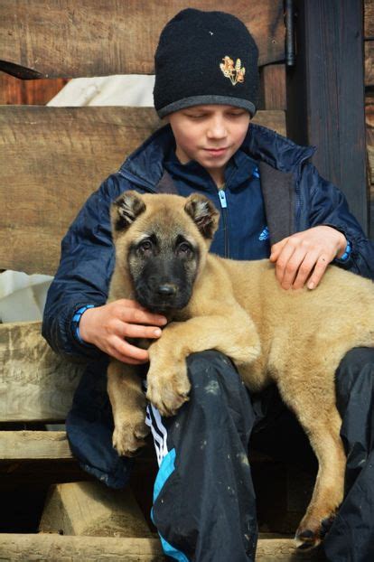 Kangal Ciobanesc De Anatolia Avem Catei Disponibili 0744351924