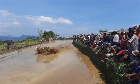 Putaran Ketiga Alek Tradisi Pacu Jawi Di Padang Laweh Tetap Ramai Top