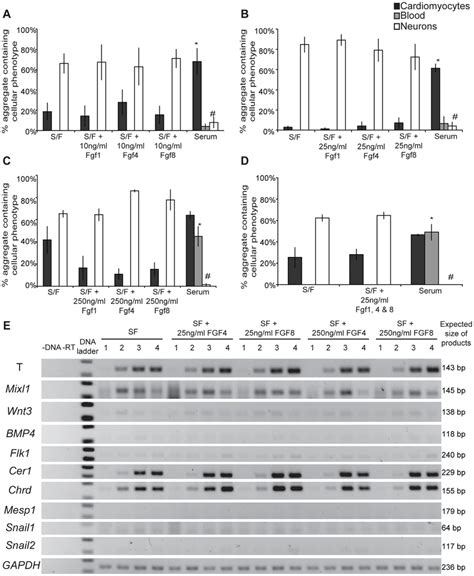 Differentiation Outcomes And Gene Expression Of Epl Cells Cultured In