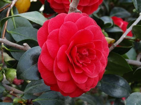 Camellia japonica 'Coquettii' | Camelia flores, Flores e seus nomes ...