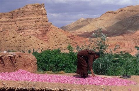 Man At Work Choosing The Best Damascus Rose In Dades Valley Morocco