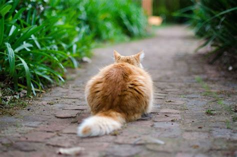 10 Helpful Tips for How to Find a Lost or Missing Cat - PetHelpful