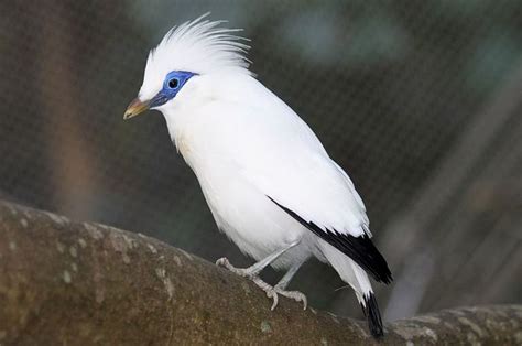 Jalak Bali, Burung Endemik Indonesia Khas Bali - Bobo