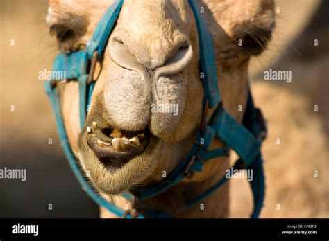 Camels Nose Hi Res Stock Photography And Images Alamy