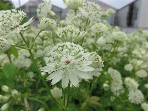 Astrantia Major Superstar® Denis Plants