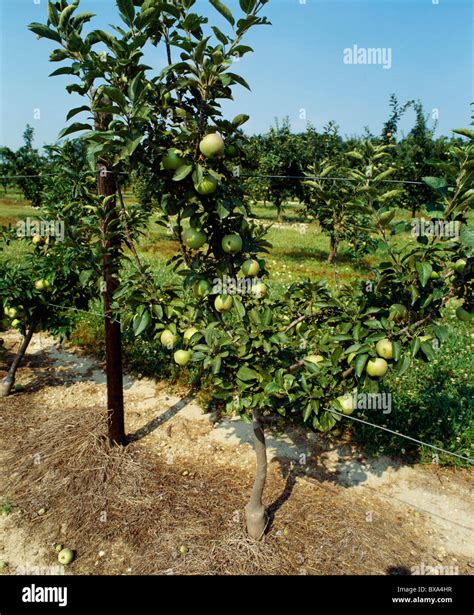 High Density Apple Orchard Hi Res Stock Photography And Images Alamy