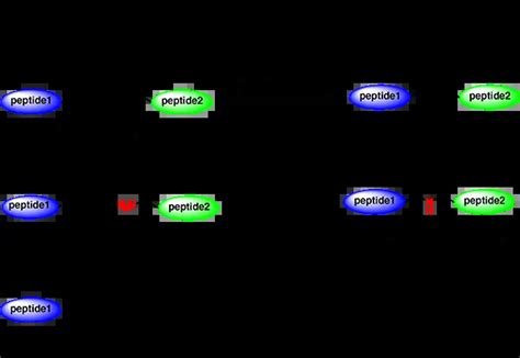 Peptide Synthesis Long Peptide Synthesis