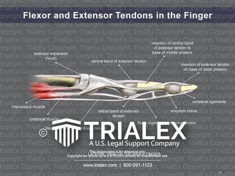 Flexor and Extensor Tendons in the Finger - TrialExhibits Inc.