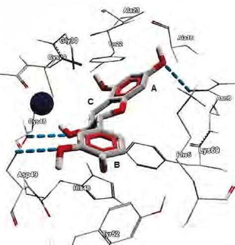 Molecular Docking Of Catechin With A Pla 2 From The Venom Of Download Scientific Diagram