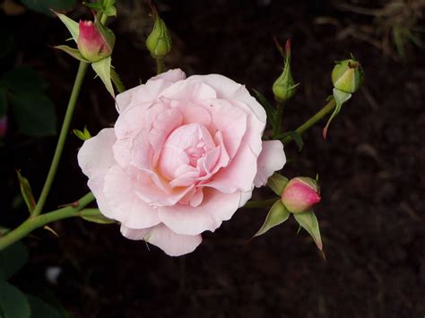 Роза Блаш Фото – Telegraph