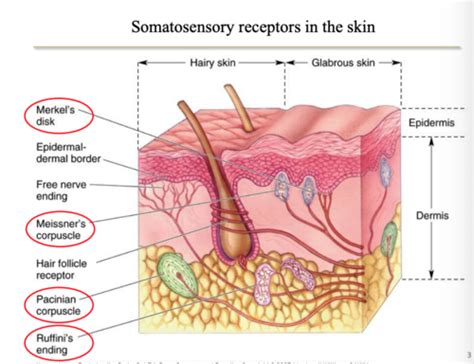 Somatosensory System Psych Unit Flashcards Quizlet